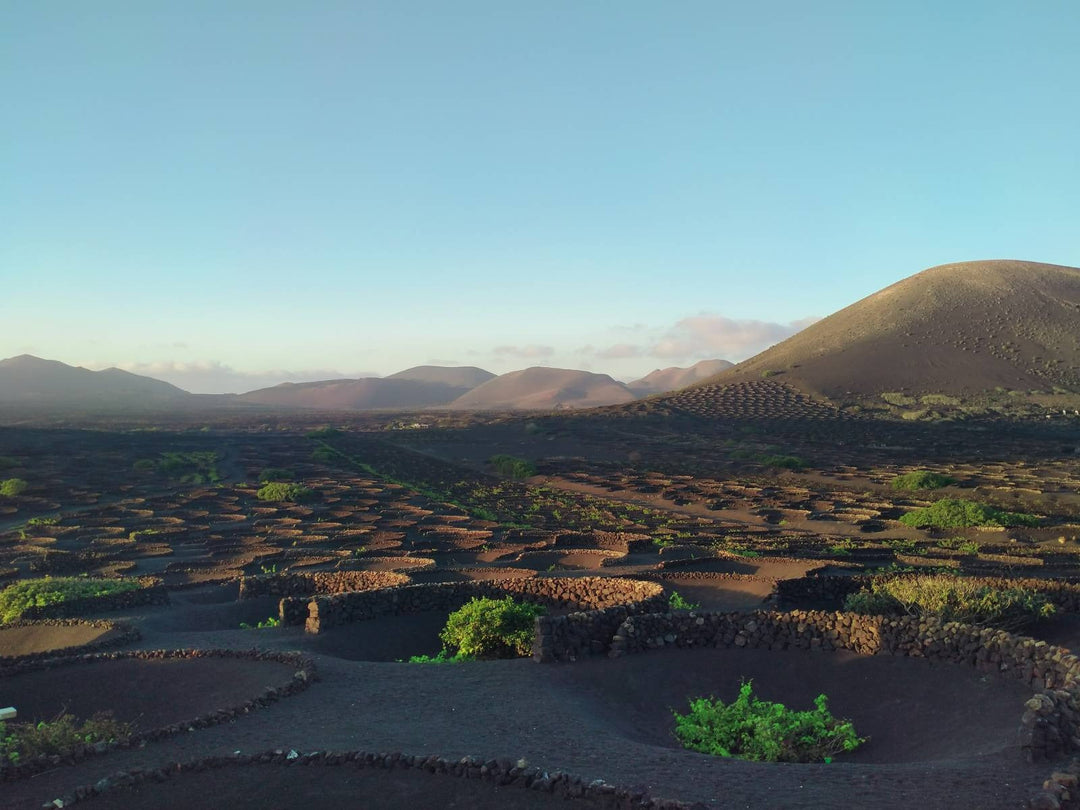 Discover the Magic of Lanzarote White Wine: A Taste of Volcanic Excellence