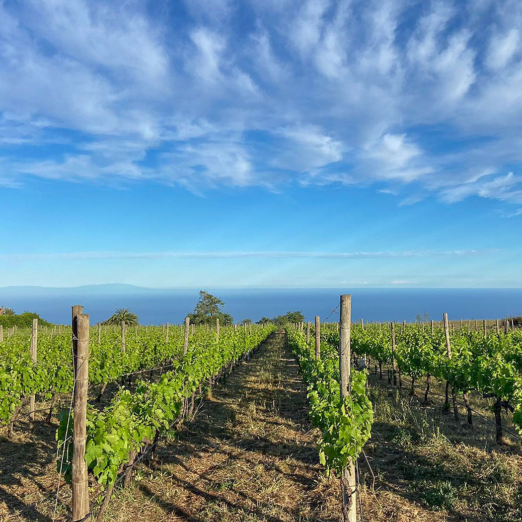 vineyard tenerife
