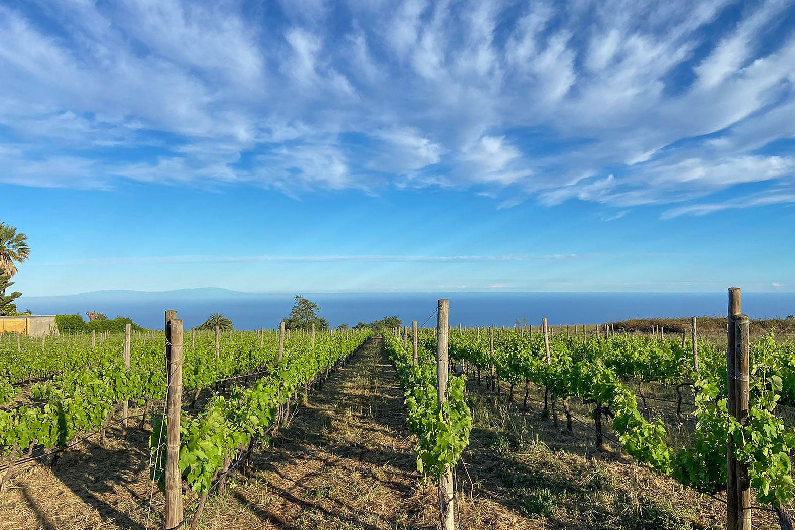 Tenerife Vineyards