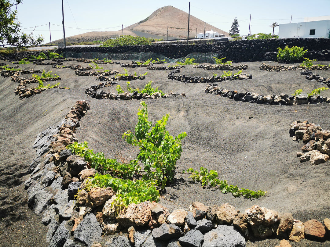 Visiting the Island of Volcanoes and Vineyards by Sinéad Smyth