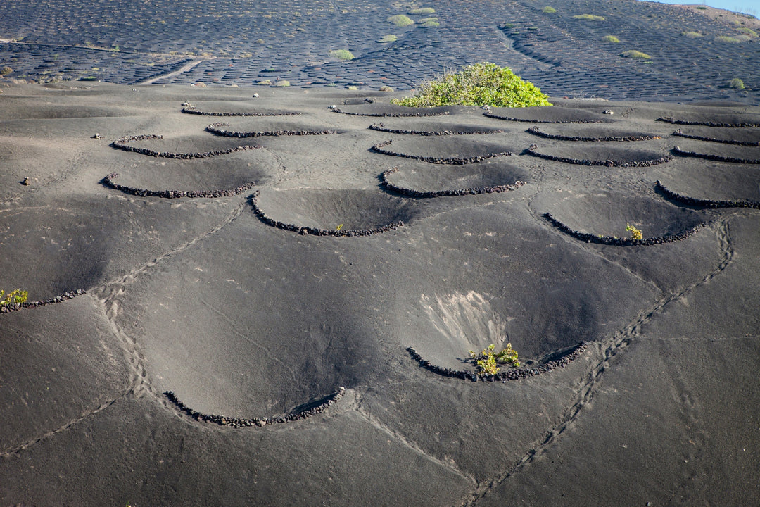 Volcanic Soils – The Secret Behind Unique Wines