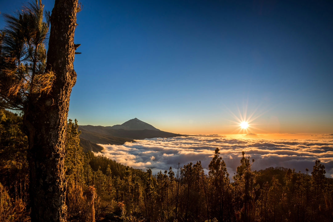 Why Tenerife Is One of Europe's Most Exciting Wine Regions