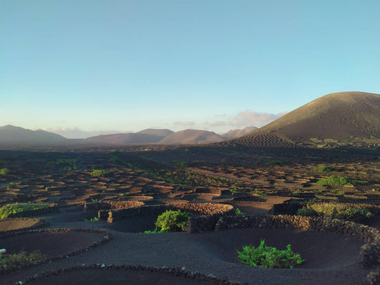 Discover the Magic of Lanzarote White Wine: A Taste of Volcanic Excellence