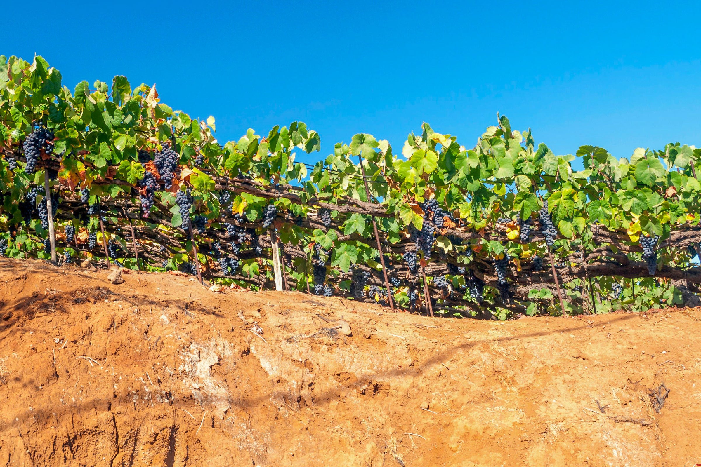 Tenerife Wine Cordon Trenzado